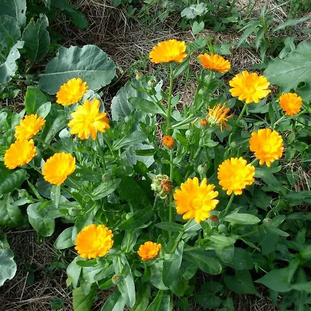 Chalet Vegetarian Forest Escape - Hiska Na Soncu